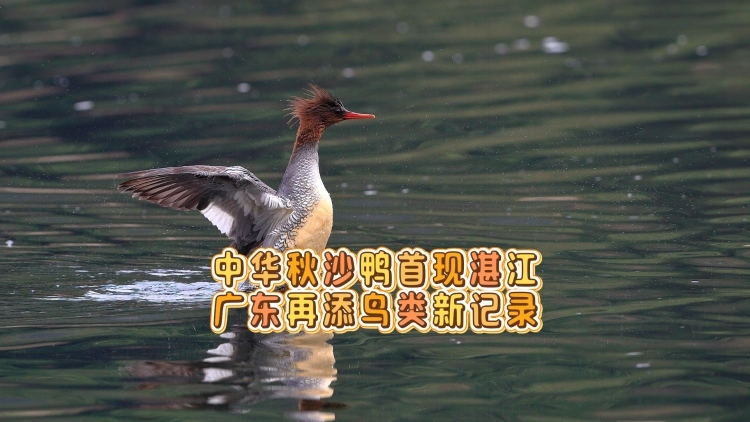 中华秋沙鸭首现湛江，广东再添鸟类新记录