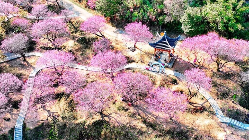 Plum blossoms turn Huizhou's Lianghua into sea of fragrance