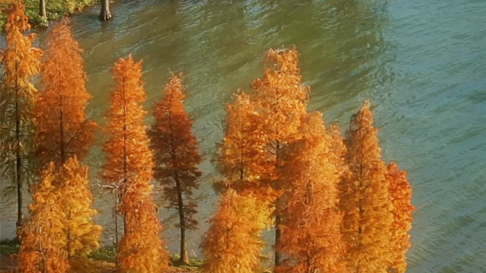 Into Chaozhou's warm embrace: A guide to its winter bald cypress wonders