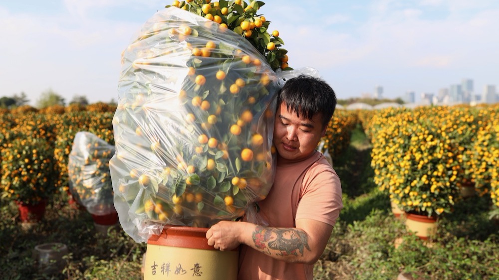 文化进万家｜线上线下齐开卖！2023广州番禺花市启动，年桔年花便靓正