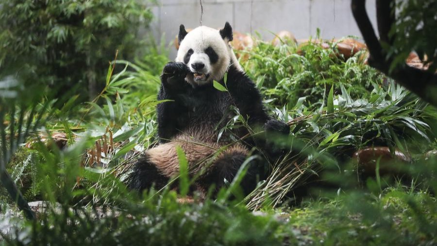 Happy life of a panda family in Macao SAR