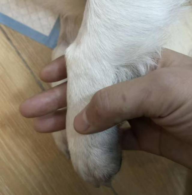 一名市民将中毒的爱犬送医。