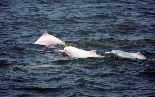 这就是成年之后的粉海豚。张锋锋 摄