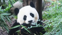 成都熊猫基地通报:一男子向熊猫泼水被终身禁入园区 成都熊猫基地通报:一男子向熊猫泼水被终身禁入园区