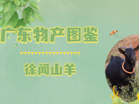 【广东物产图鉴】徐闻山羊