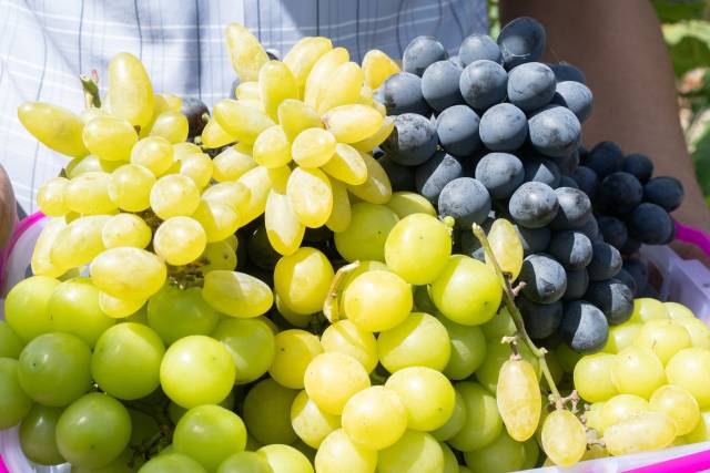 Welcome to enjoy grape harvest in Yunfu's Luoding
