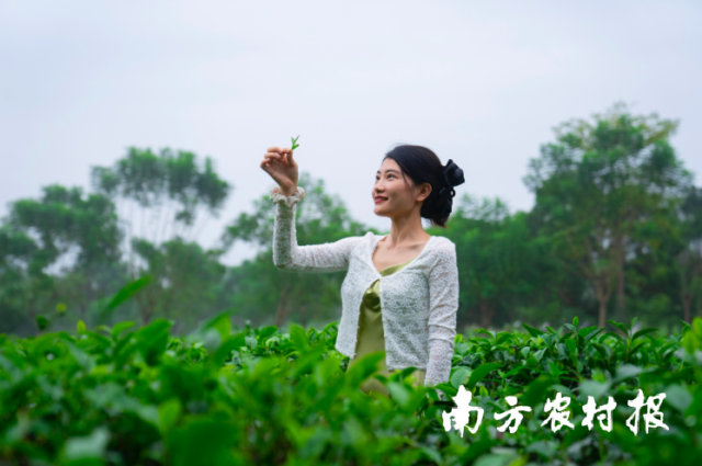 英德茶园风景优美，十分出片。