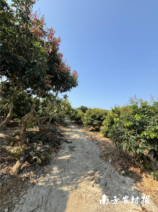 茂名市高州市根子镇村民在荔枝山上自发修建的水泥小路。　　