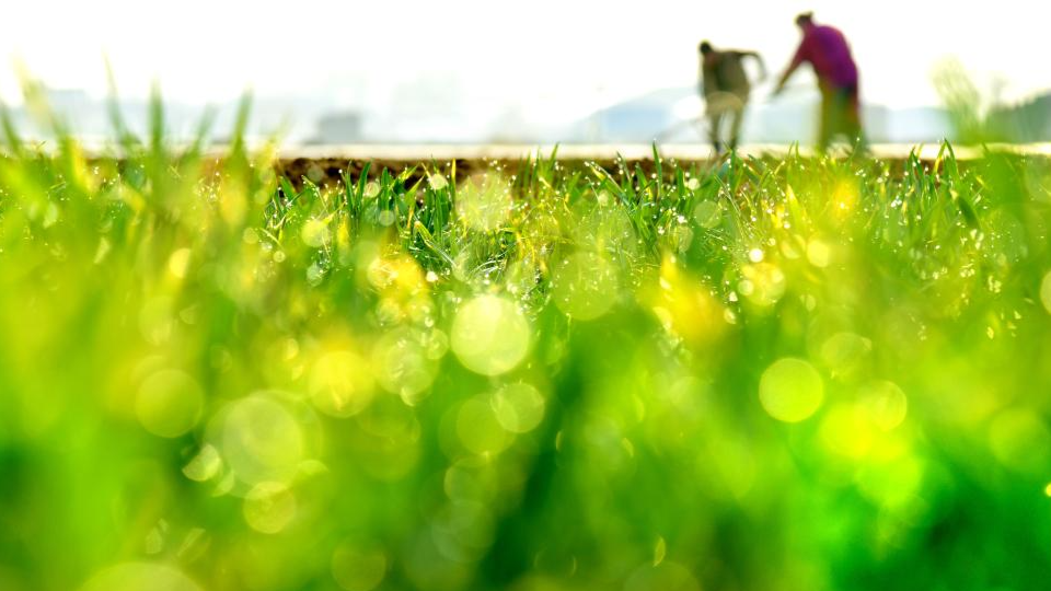 Farmers busy with spring farming across China