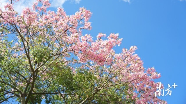 Silk floss trees bring romantic pink hue to Yunfu's Yunan