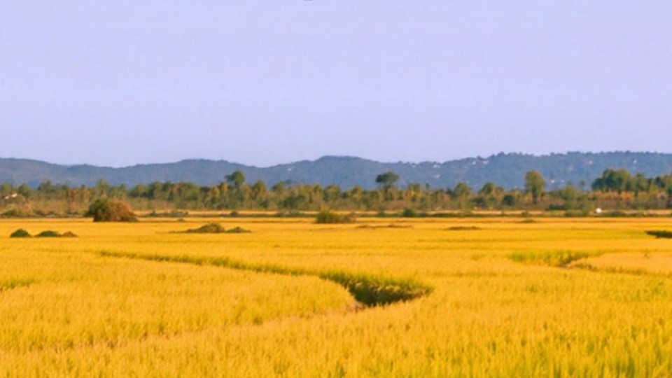 Golden waves ripple in autumn hues, bountiful year unfolds in view