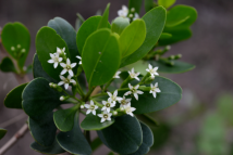 New plant species discovered in Shenzhen New plant species discovered in Shenzhen