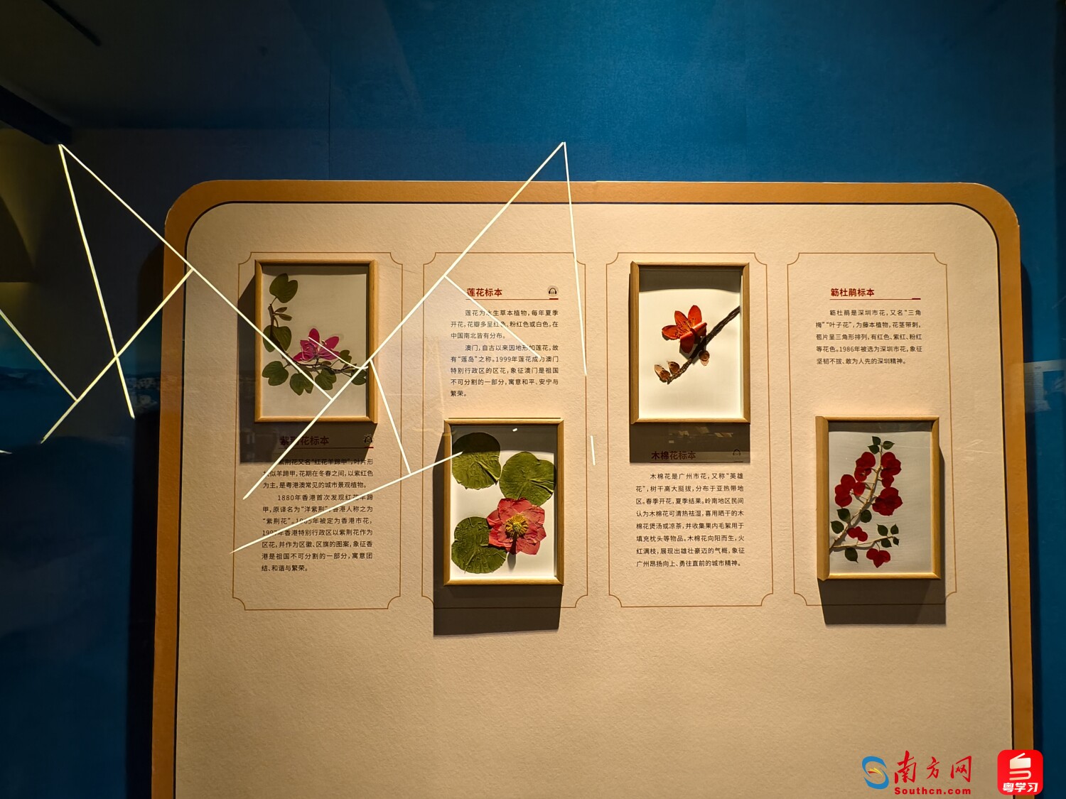 木棉花、紫荆花、莲花标本及画作