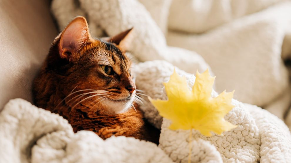 白露将至！防凉、润燥、穴位推拿，儿童养生正当时