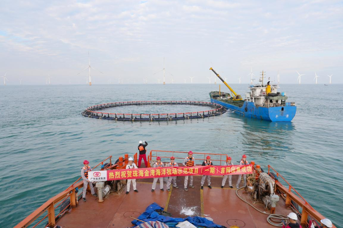 珠海金湾海洋牧场示范项目（一期）首网出鱼。来源：广东能源集团