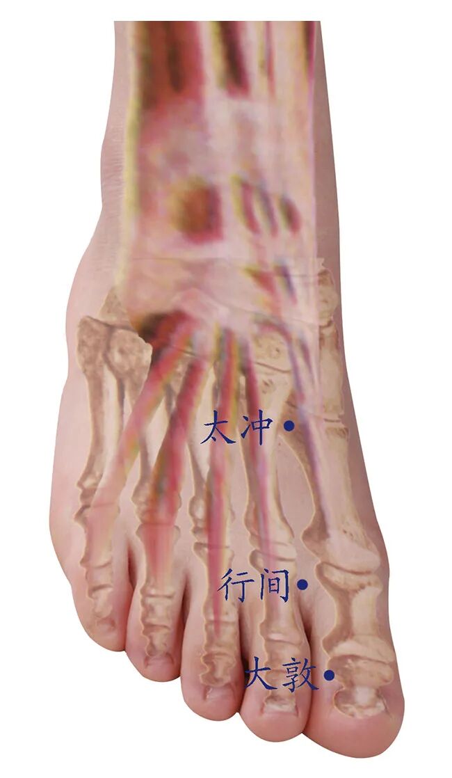 图片来源人体经络·穴位使用详解(第2版) 中国中医药出版社.jpg