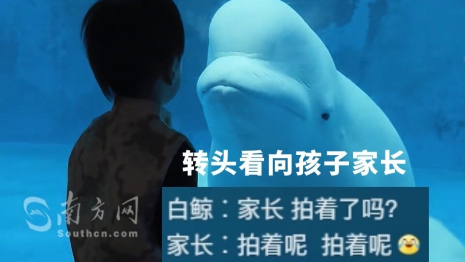 白鲸：你同意吗？我要开始吓唬小朋友咯