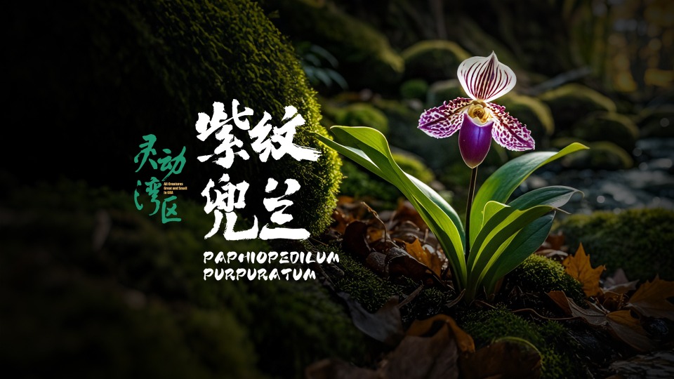 Paphiopedilum Purpuratum | AI-generated video