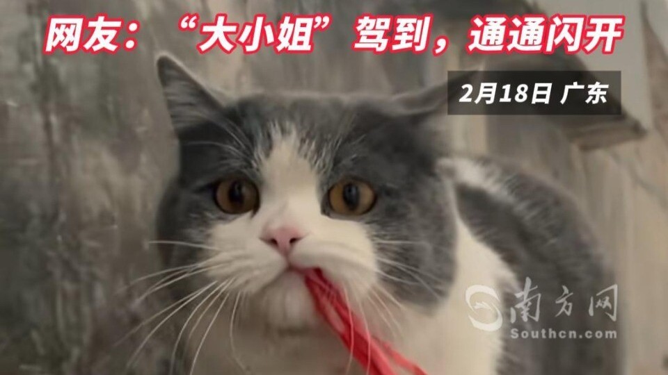 猫咪刚睡醒就拉上碗去等位，嘴巴一歪，气场全开