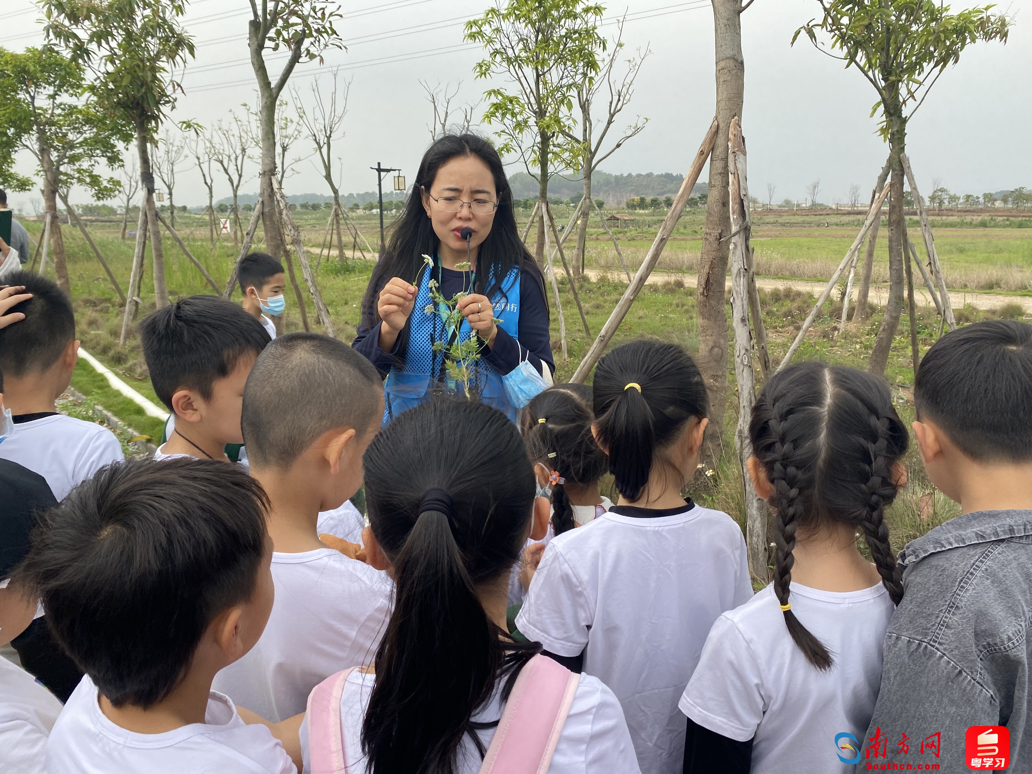 广东中山翠亨国家湿地公园植物导赏活动（通讯员供图）