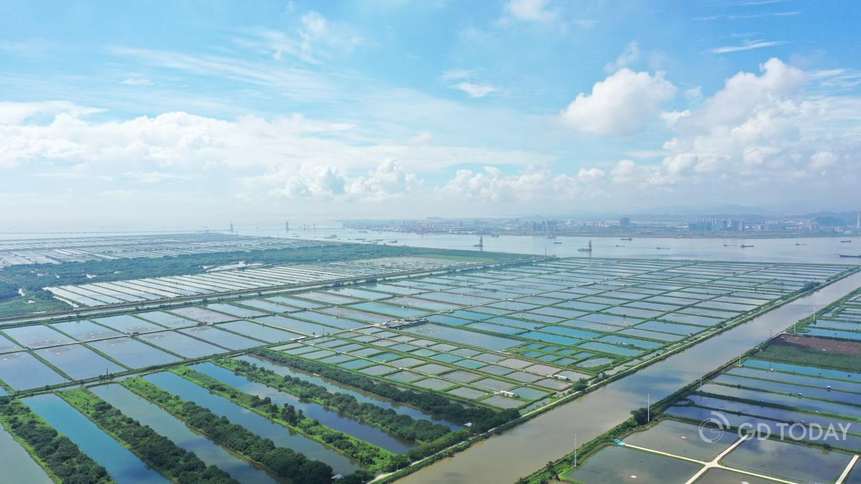 Guangzhou’s Nansha recognized as agricultural opening-up and cooperation pilot area