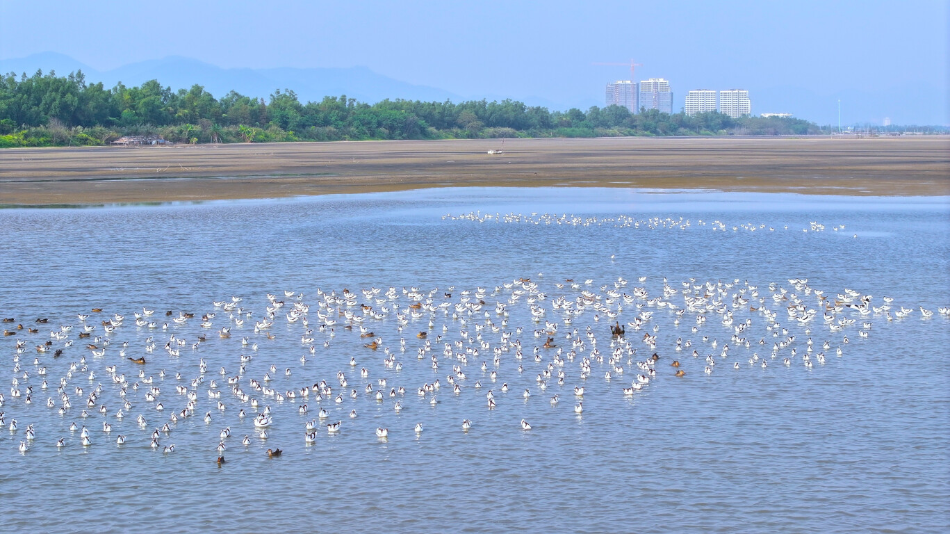 Jiangmen, a city of birds' paradises, steps up efforts to protect birds