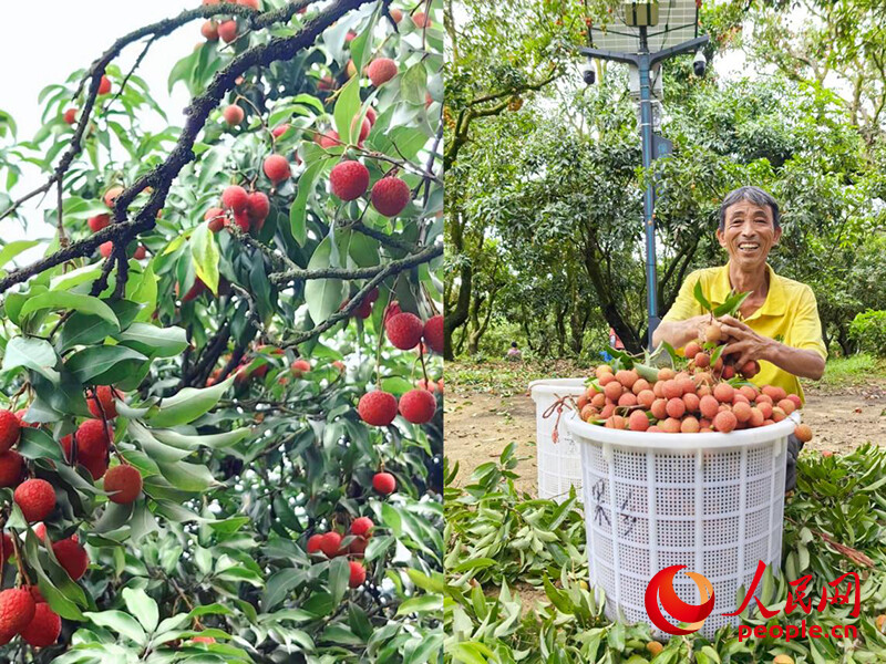 2025年5月,在广东茂名高州市根子镇贡园,荔枝丰收,农户喜笑颜开。人民网 涂胜 摄