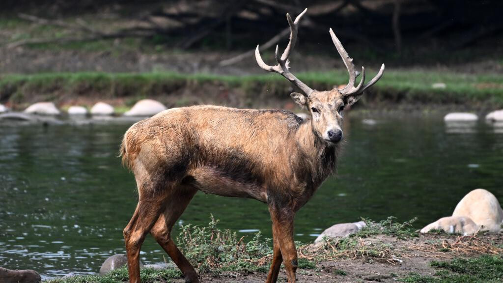 In pics: Wild populations of Milu deer reestablished in China after 40 years of conservation efforts