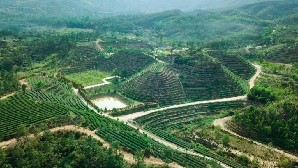 Eastern and northern Guangdong shines in agricultural and rural development in 2024