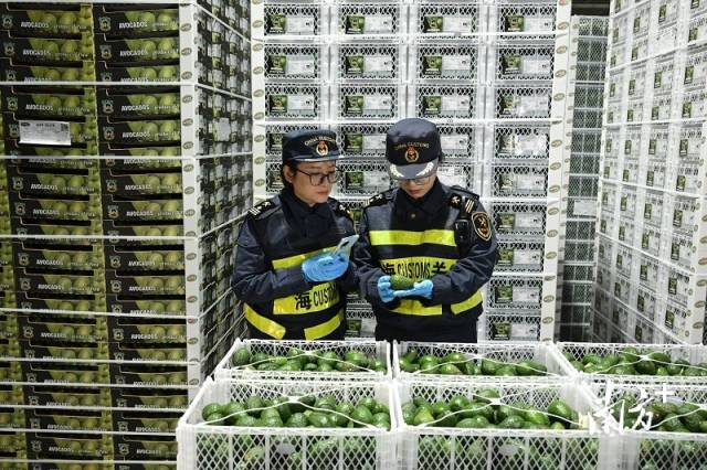 上海海关对秘鲁进口水果进行检验。 图片来自海关总署官网