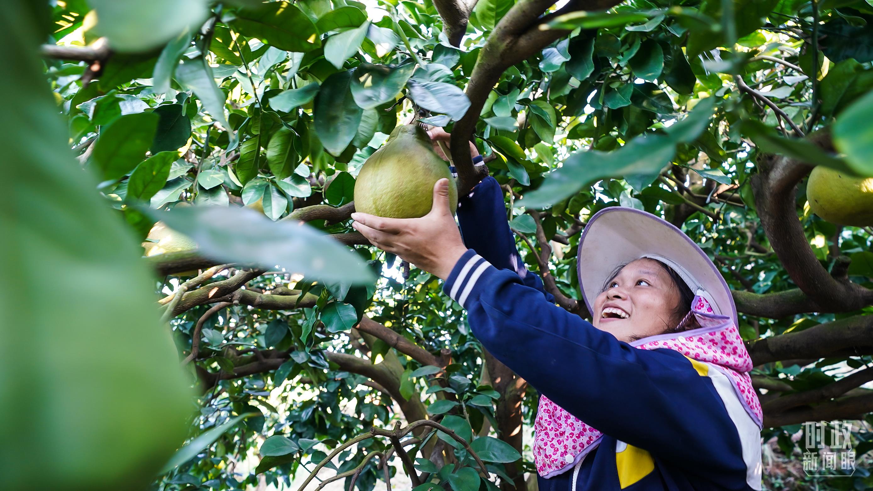 △金柚成为南福村乡亲们的致富果。(总台记者李晋拍摄)