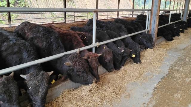 秸秆“变身记”！看广东如何玩转农业“循环魔法”