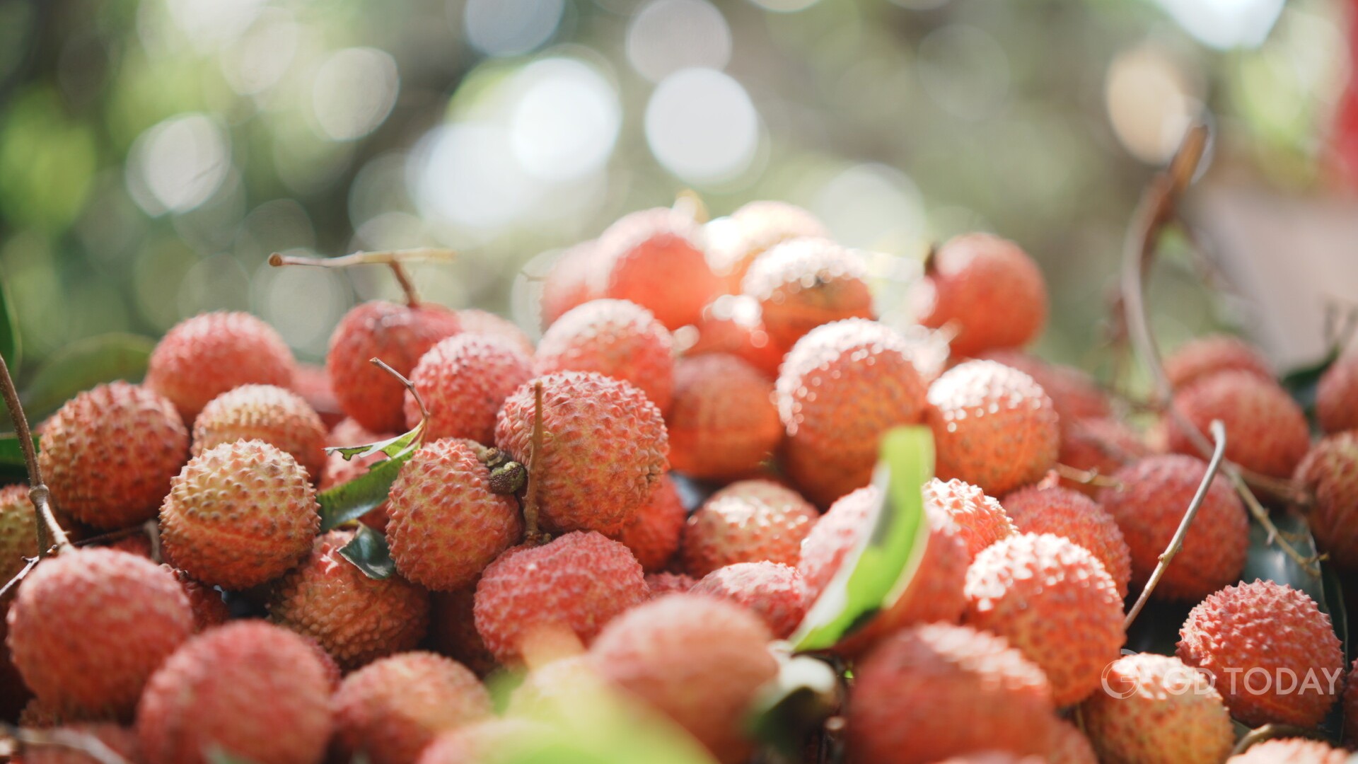 Huizhou lychees hit markets worldwide