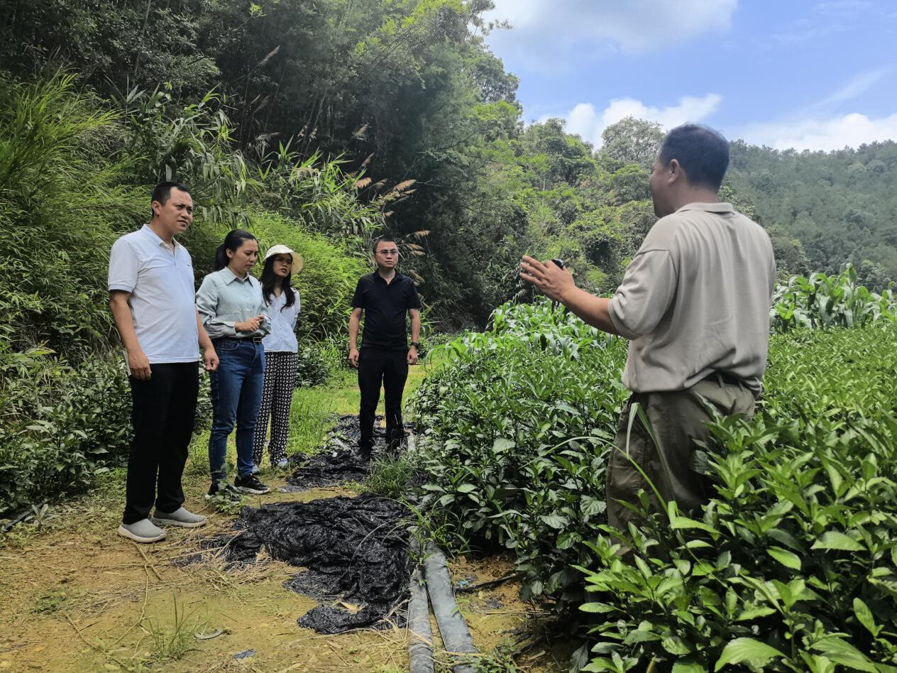 罗定市龙湾镇南药产业经验引路，携手新兴县太平镇共谋振兴