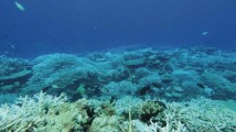 我国发布铁线礁、牛轭礁珊瑚礁“体检”报告 我国发布铁线礁、牛轭礁珊瑚礁“体检”报告
