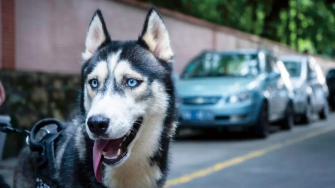 预防狂犬病，别被狗咬就够了吗 | 世界狂犬病日