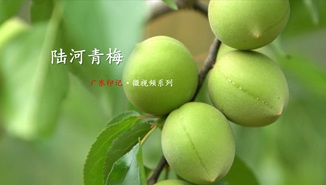 广东陆河，舌尖上的梅好时光