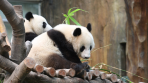 【港故事·2007】“滾滾”熱愛常年不減！香港海洋公園總館長講述大熊貓安家那些事