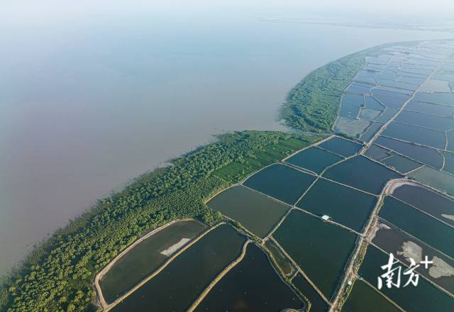 广东湛江红树林国家级自然保护区沿雷州半岛1500多公里海岸线分布，是我国红树林面积最大的自然保护区。