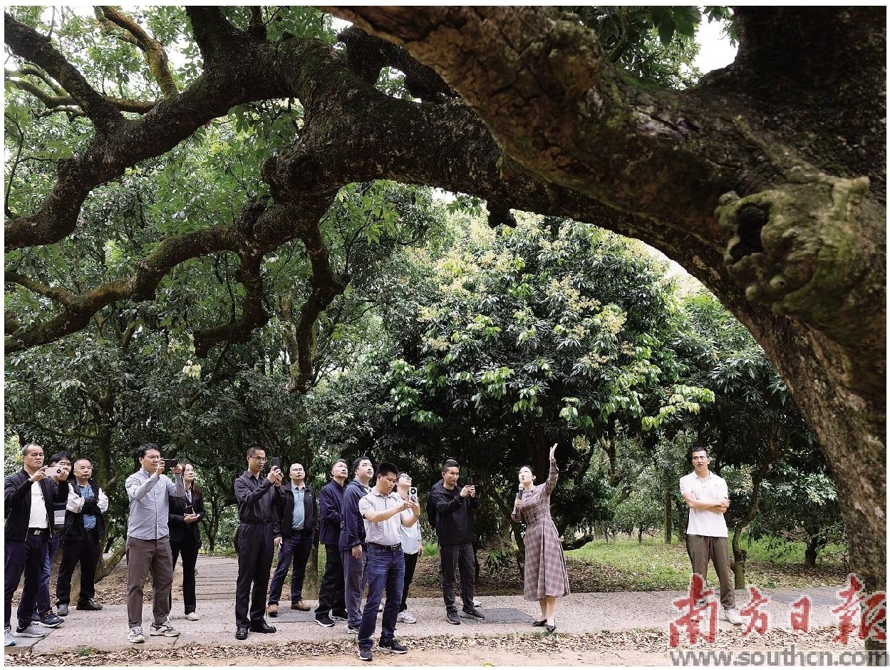 在柏桥村贡园，古荔枝树吸引不少游客驻足观赏。南方日报记者 梁钜聪 摄