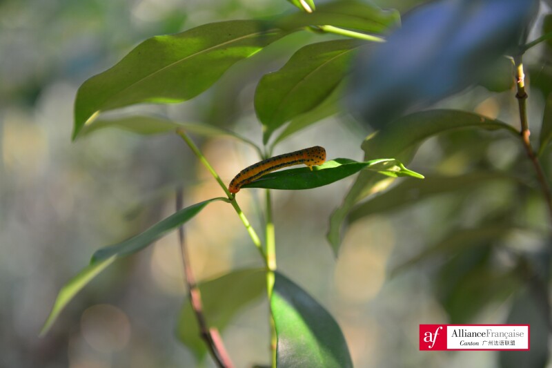 （凤蝶类幼虫 摄影：田驰）