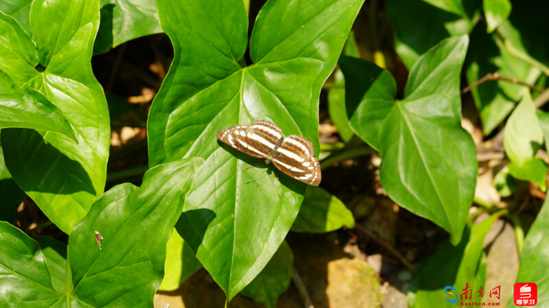 （残锷线蛱蝶 摄影：丁荷菲）