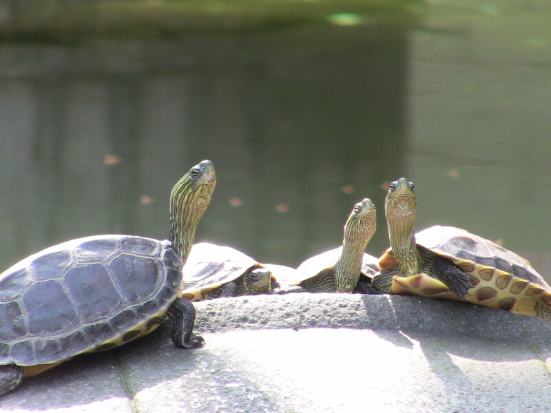（中华花龟 摄影：广州法盟学员Lola）