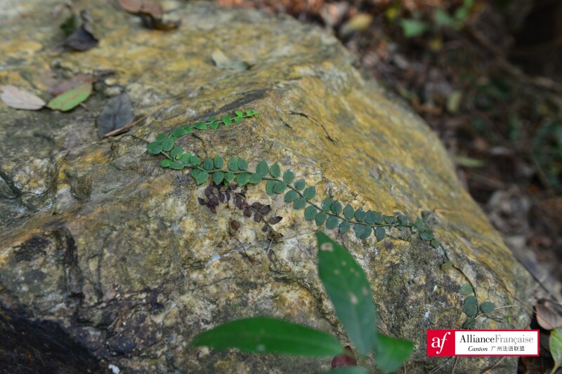 （蔓九节 摄影：田驰）