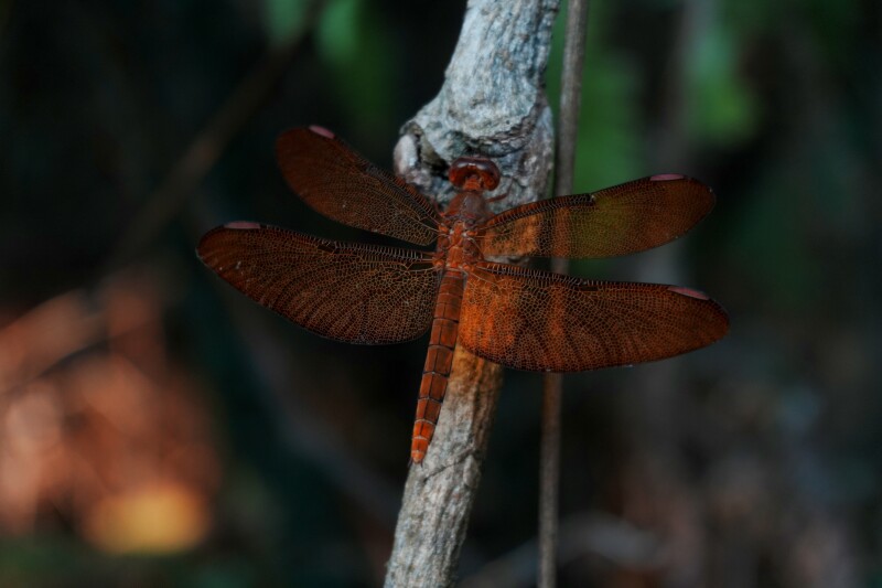 （网脉蜻 摄影：广州法盟学员Xinru）