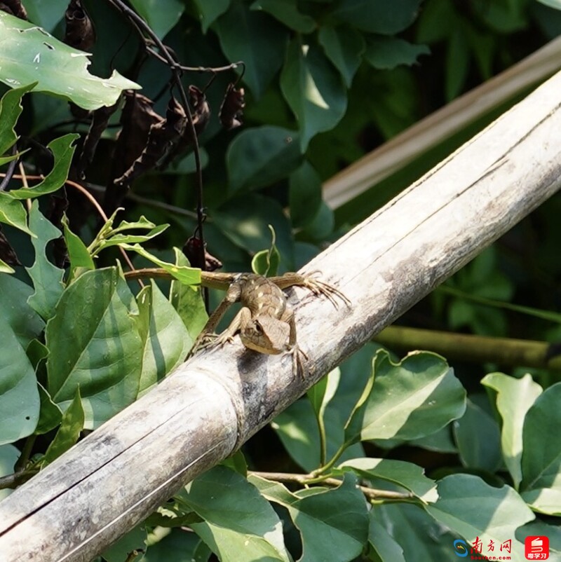 （变色树蜥 摄影：丁荷菲）