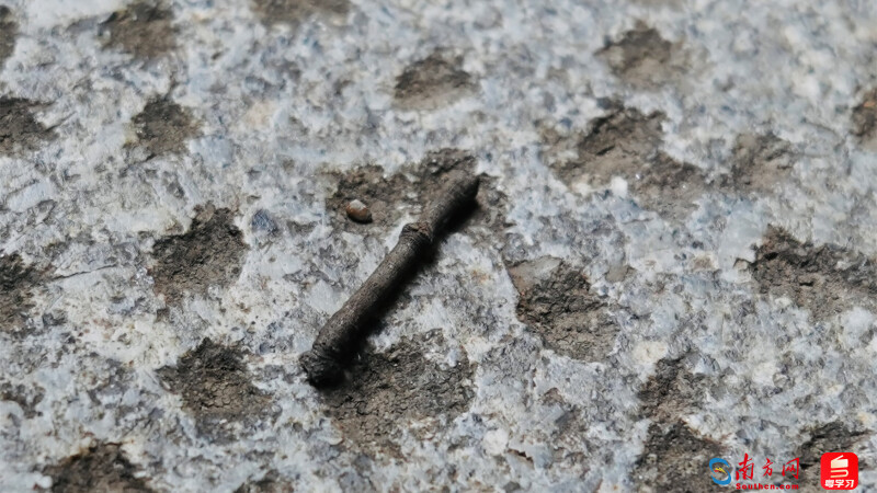 （尺蠖 摄影：丁荷菲）