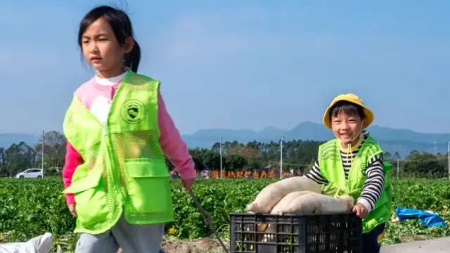 Harvest the sweetness: Jiangmen's Radish Festival to kick off December 12