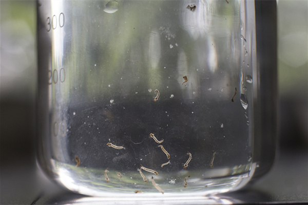 New way to exterminate mosquitoes? SYSU: nuclear technology!
