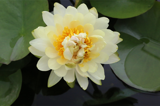 Five-core lotus flower seen in Guangzhou's Lotus Mountain!